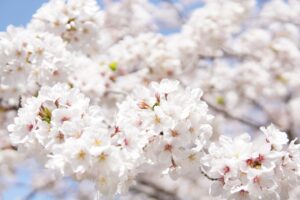 佐賀で使えるポケットWiFiの無制限プランおすすめは？