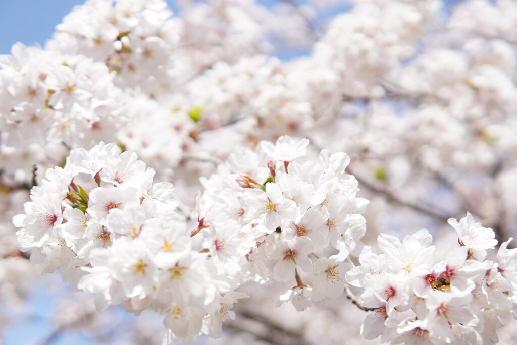 iijmioの佐賀でつながらない時の対処法は？