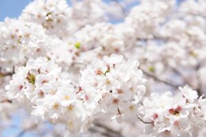 iijmioの佐賀でつながらない時の対処法は？