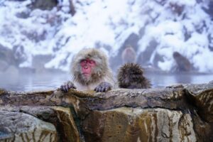 長野で使えるポケットWiFiの無制限プランおすすめは？