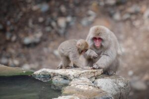 長野で使える無制限ポケットWiFiのおすすめは？